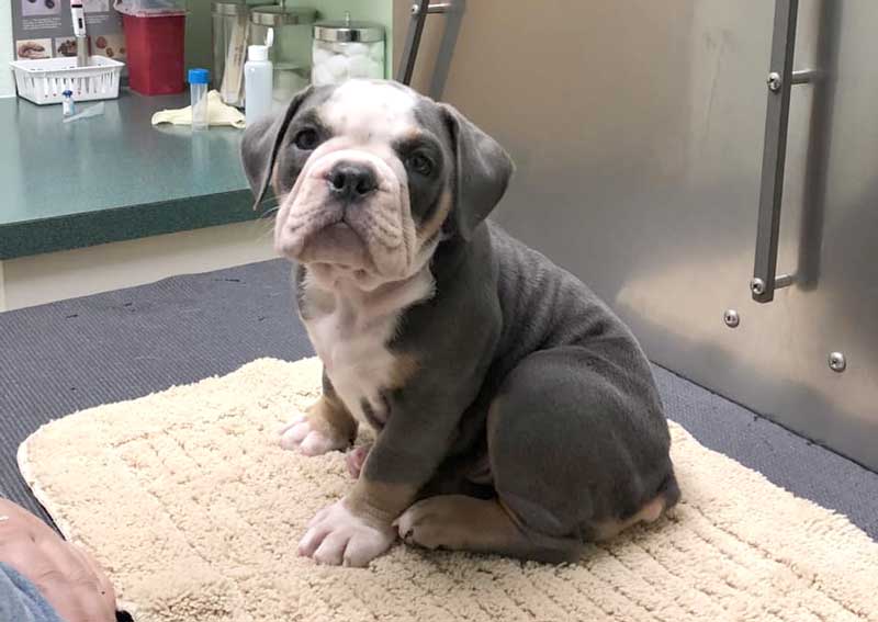 Carousel Slide 3: Puppy veterinary care